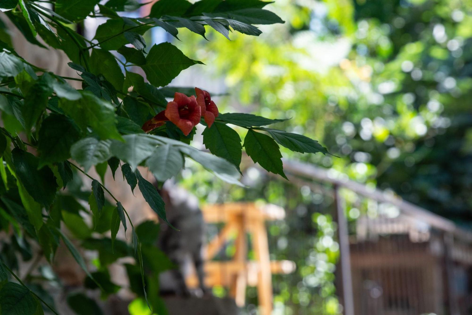 Harmony Inn ซาเฟด ภายนอก รูปภาพ